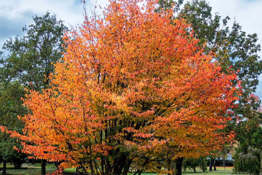 I colori dell'autunno