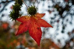 I colori dell'autunno