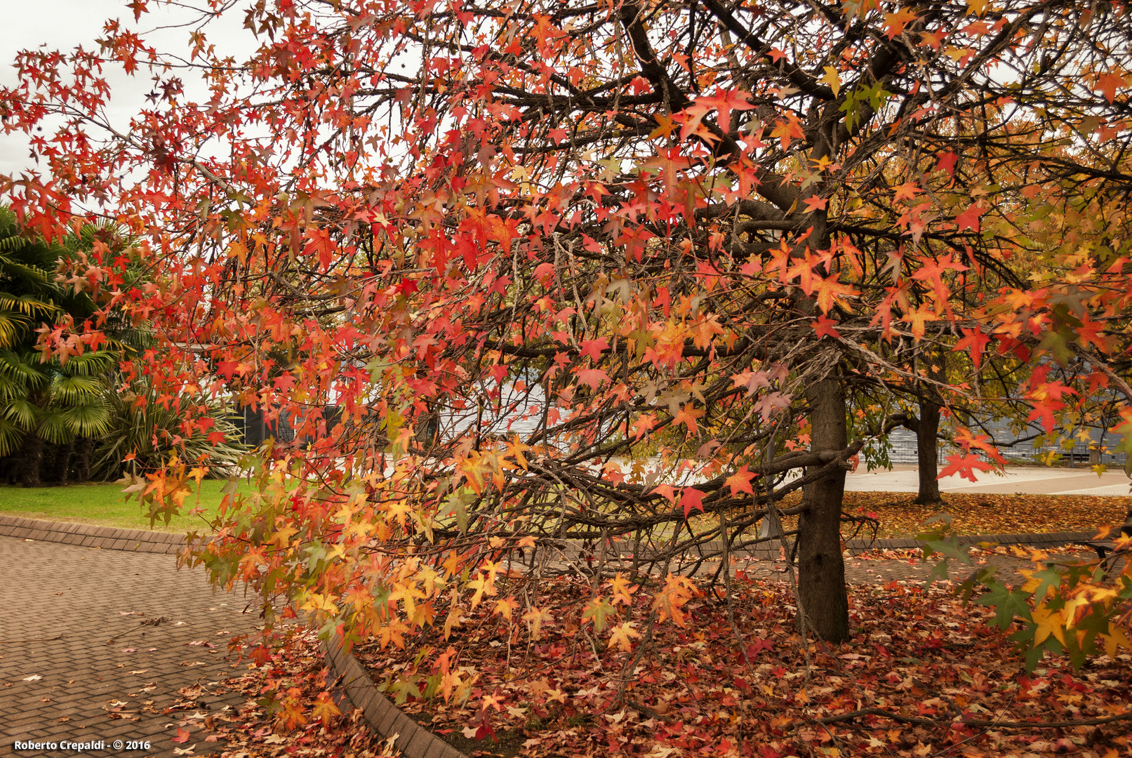 I colori dell'autunno