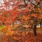 I colori dell'autunno