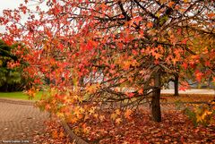 I colori dell'autunno