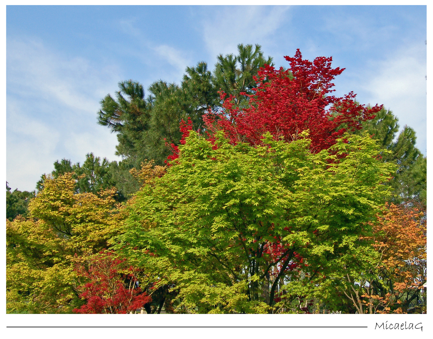 i colori delle foglie