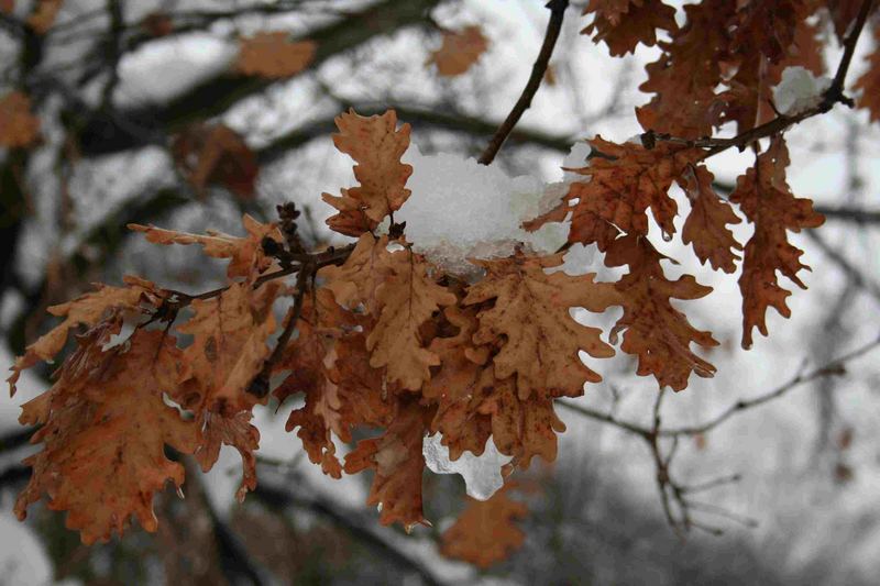 I colori dell'inverno