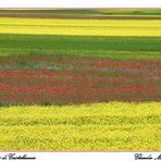 I colori di Cestelluccio