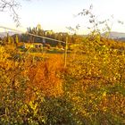 I colori di fine autunno delle colline umbre...