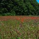  Poppies !