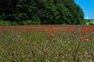  Poppies !