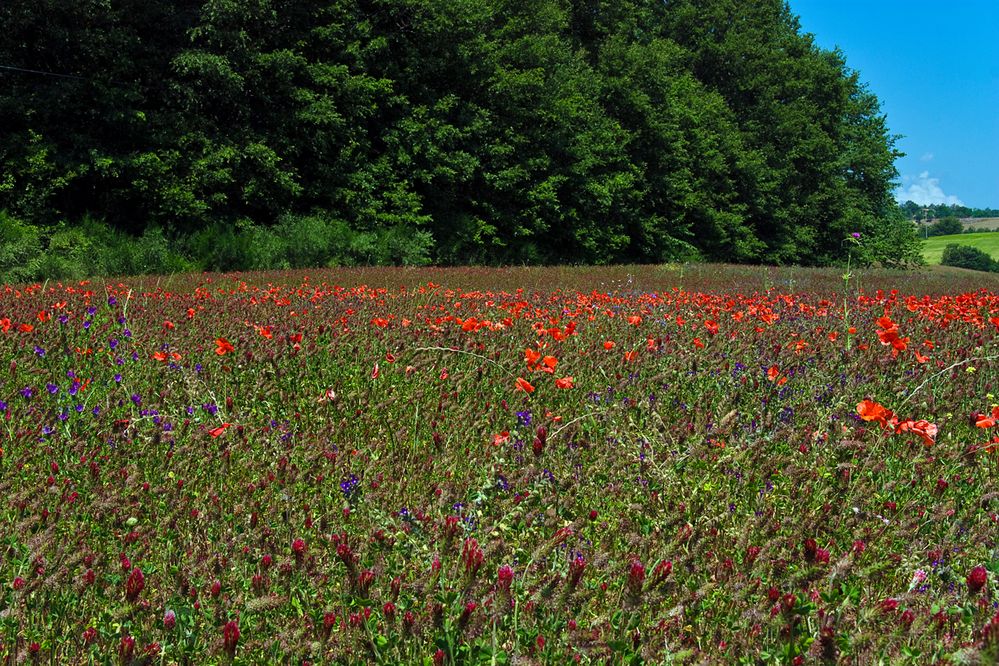 i colori di giugno....