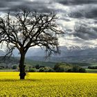 i COLORI DI MAGGIO