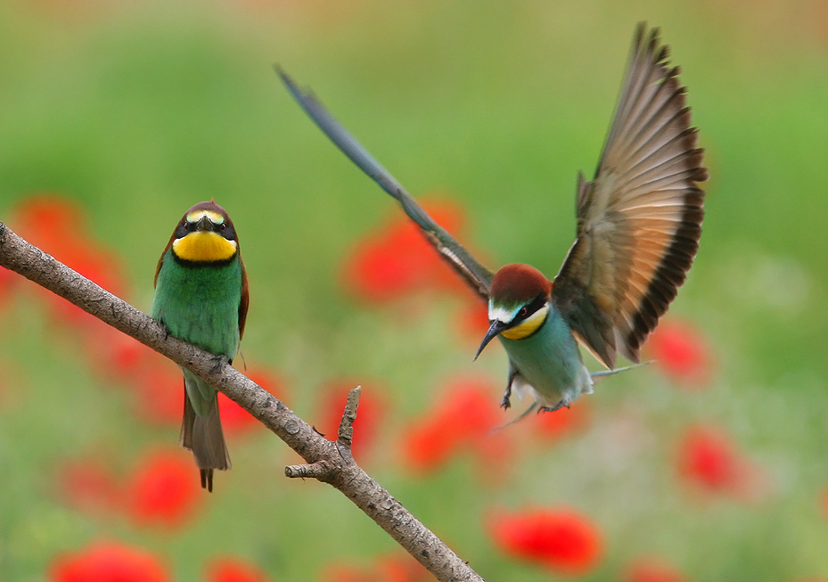 i colori di maggio