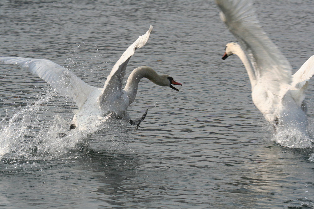 i combattenti del fiume