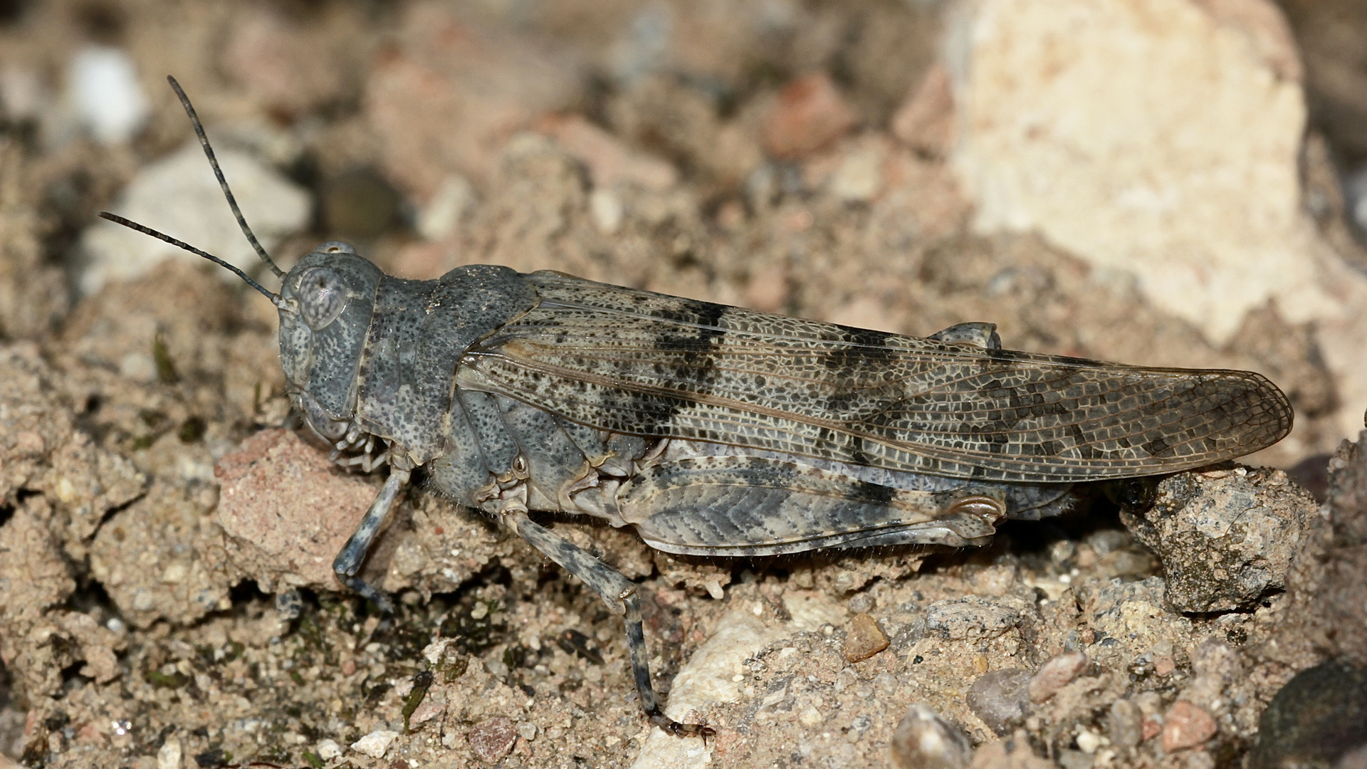 (I) Die Blauflügelige Sandschrecke (Sphingonotus caerulans) ...