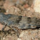 (I) Die Blauflügelige Sandschrecke (Sphingonotus caerulans) ...