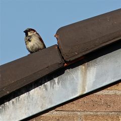 (I) Die Spatzen pfeifen es von den Dächern - . . .