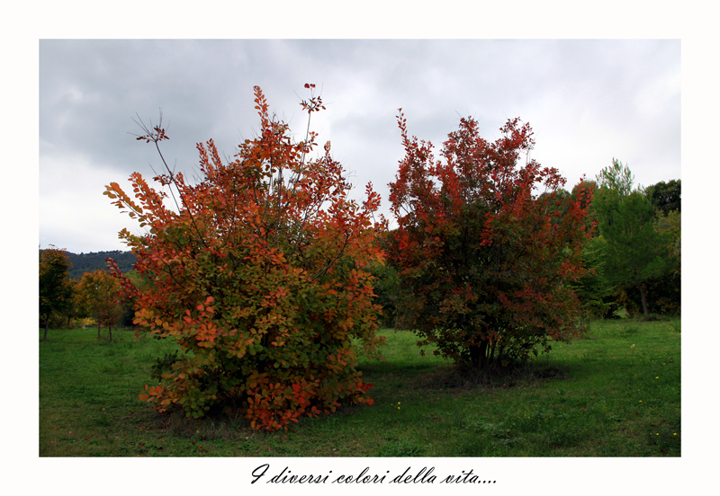 I diversi colori della vita....