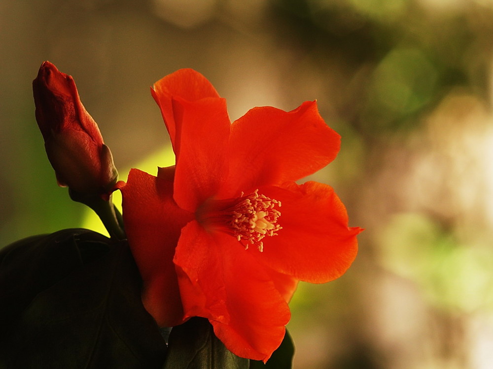 I don' know,  what is that flower name ...