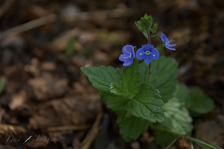 I don't know the name of this flower