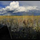 ---I dream of Okavango Delta---