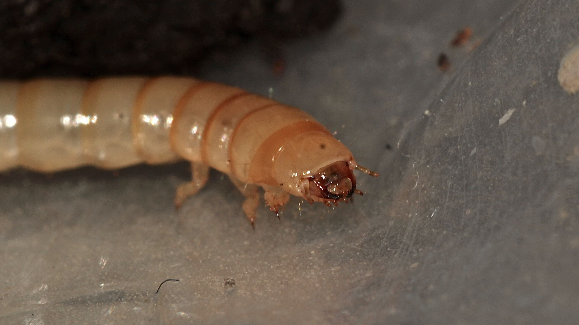 (I) Eine bisher nicht bestimmte, 2 cm lange Käferlarve - ...