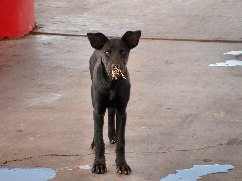 I feel with you Hund Stachelschwein poor Dog