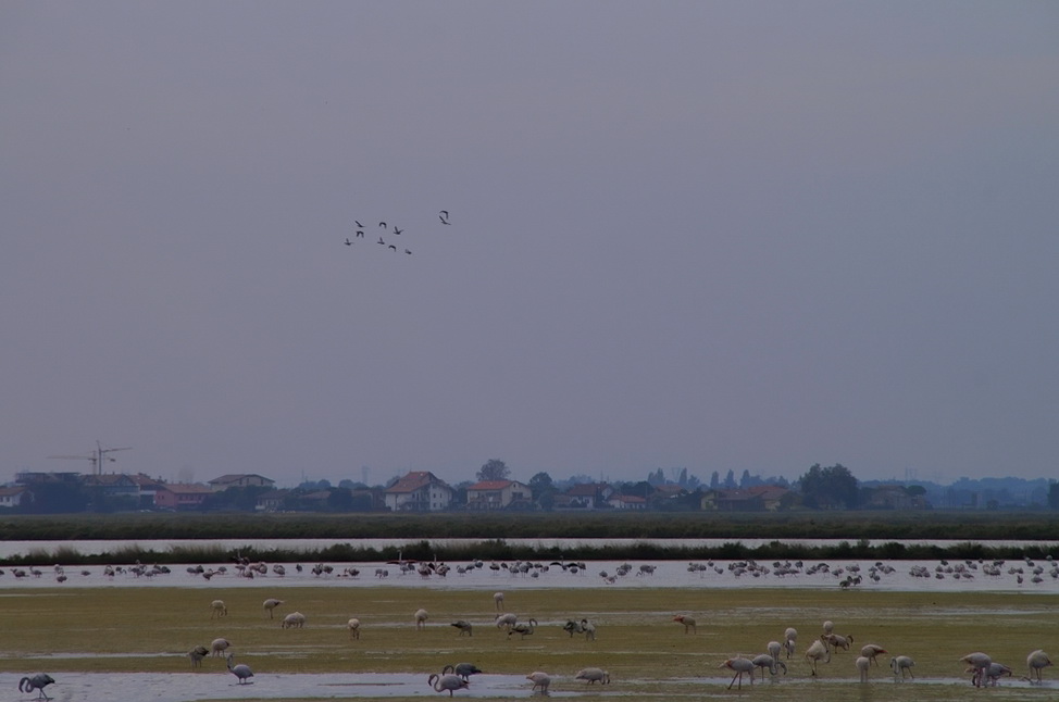 I fenicotteri delle saline