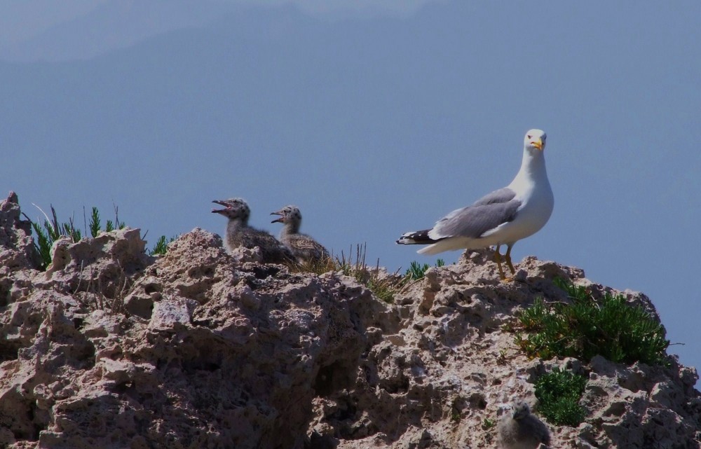 i figli di jonathen livingston