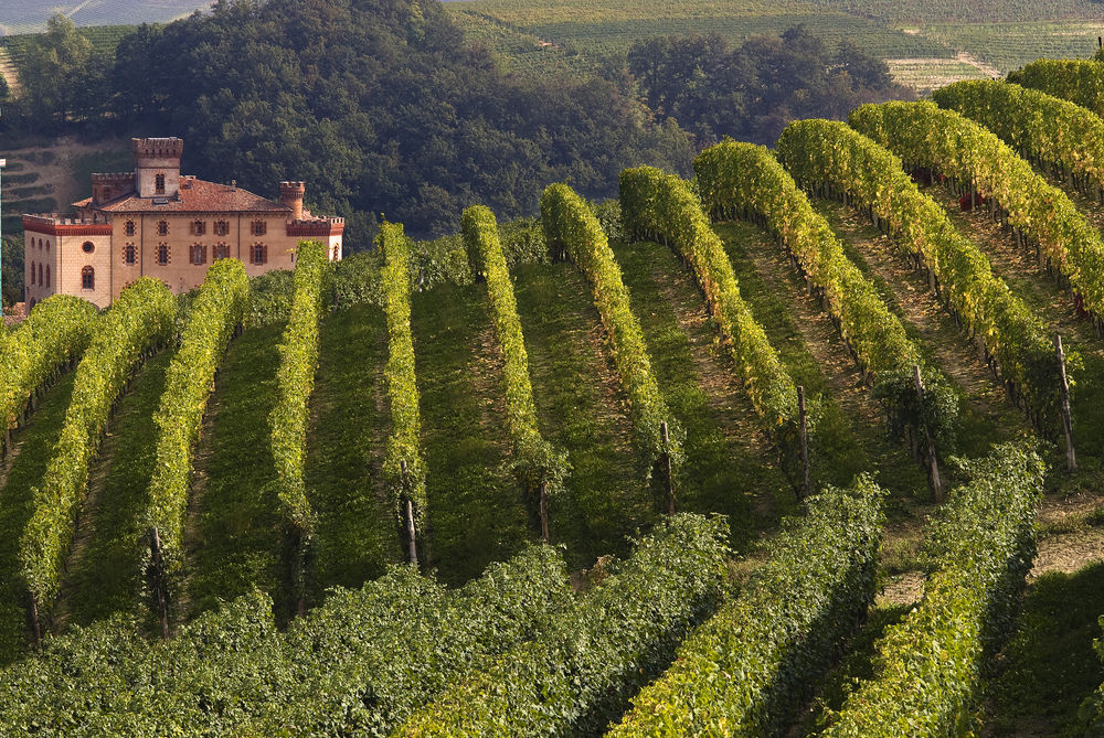 I filari delle Langhe