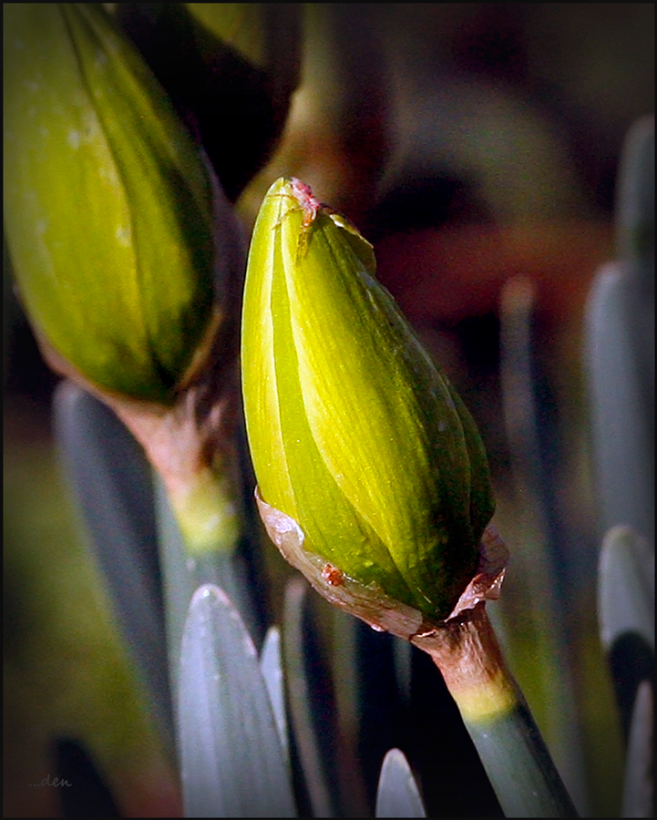 I Finally Have a few Flowers Beginning to Bud......