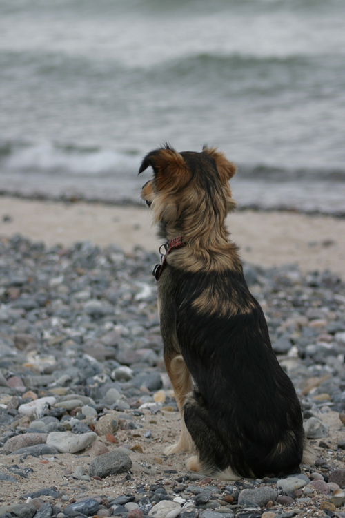 --I-  Finja am Strand von Neu Mukra / Rügen