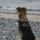 --I-  Finja am Strand von Neu Mukra / Rügen