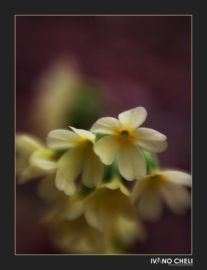 i fiorellini nel bosco fotografati col lensbaby e il tubo di prolunga