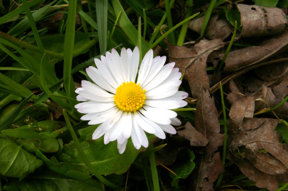 I fiori ,anche se e' una semplice margherita..........mi attirano