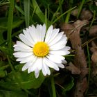 I fiori ,anche se e' una semplice margherita..........mi attirano