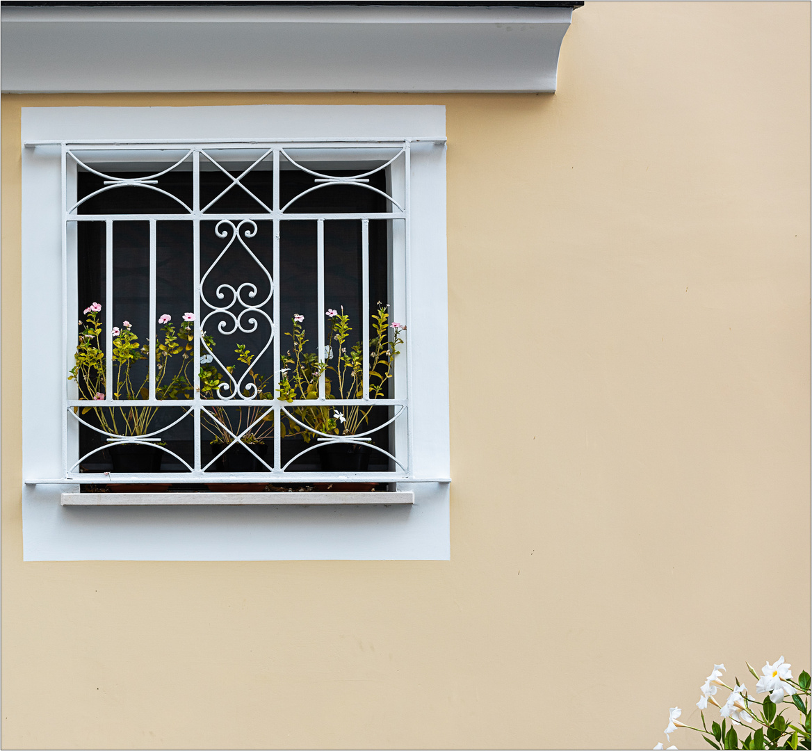 i fiori davanti alla finestra  -  die Blumen vor dem Fenster