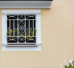 i fiori davanti alla finestra  -  die Blumen vor dem Fenster