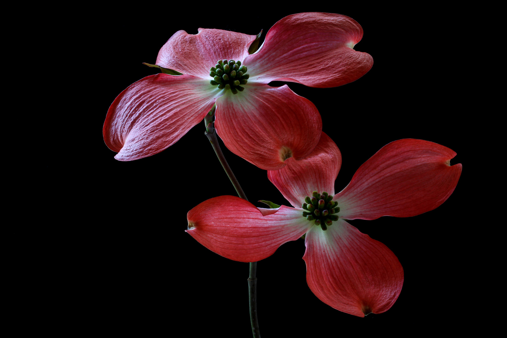 i fiori del corniolo