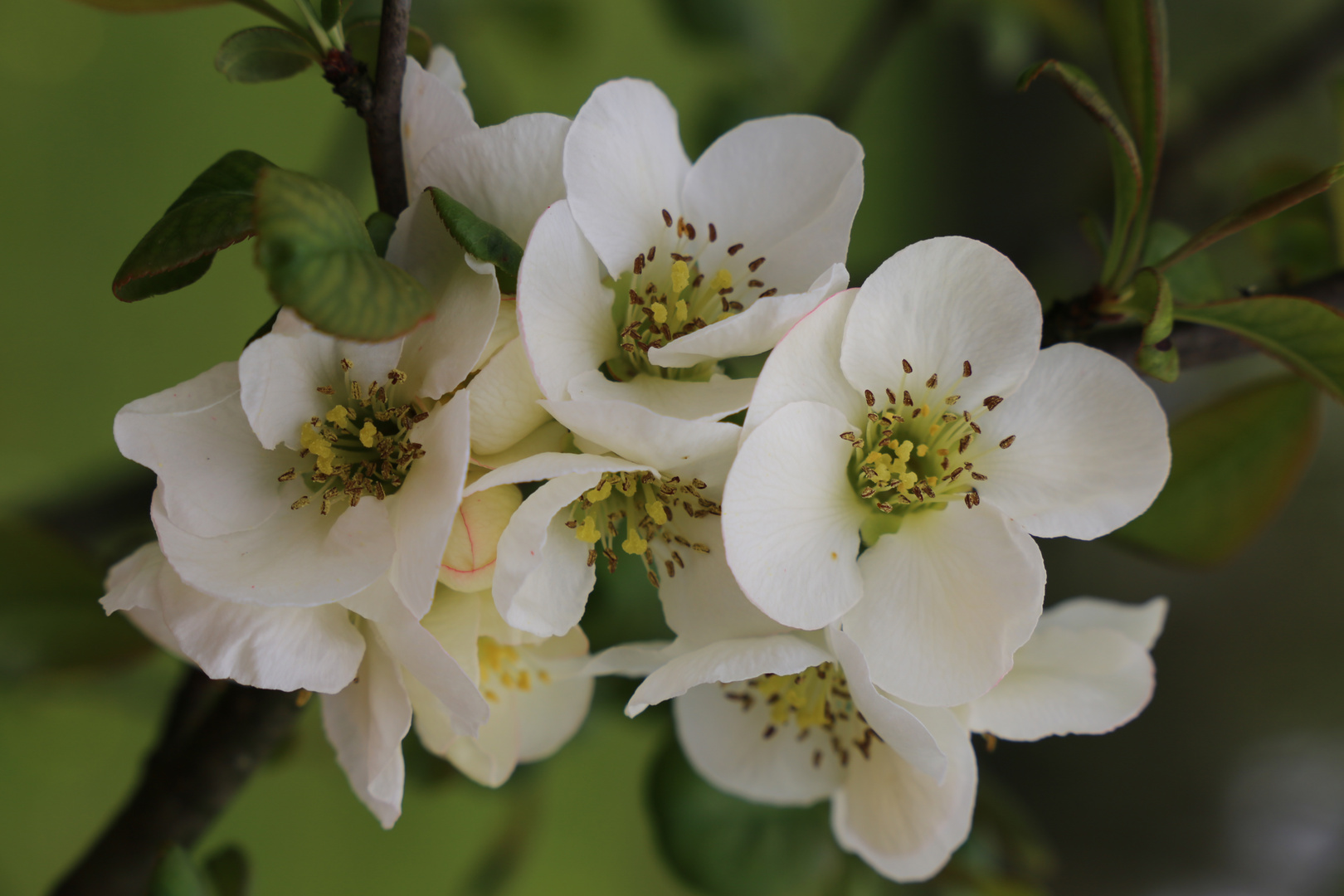 I fiori del melo cotogno