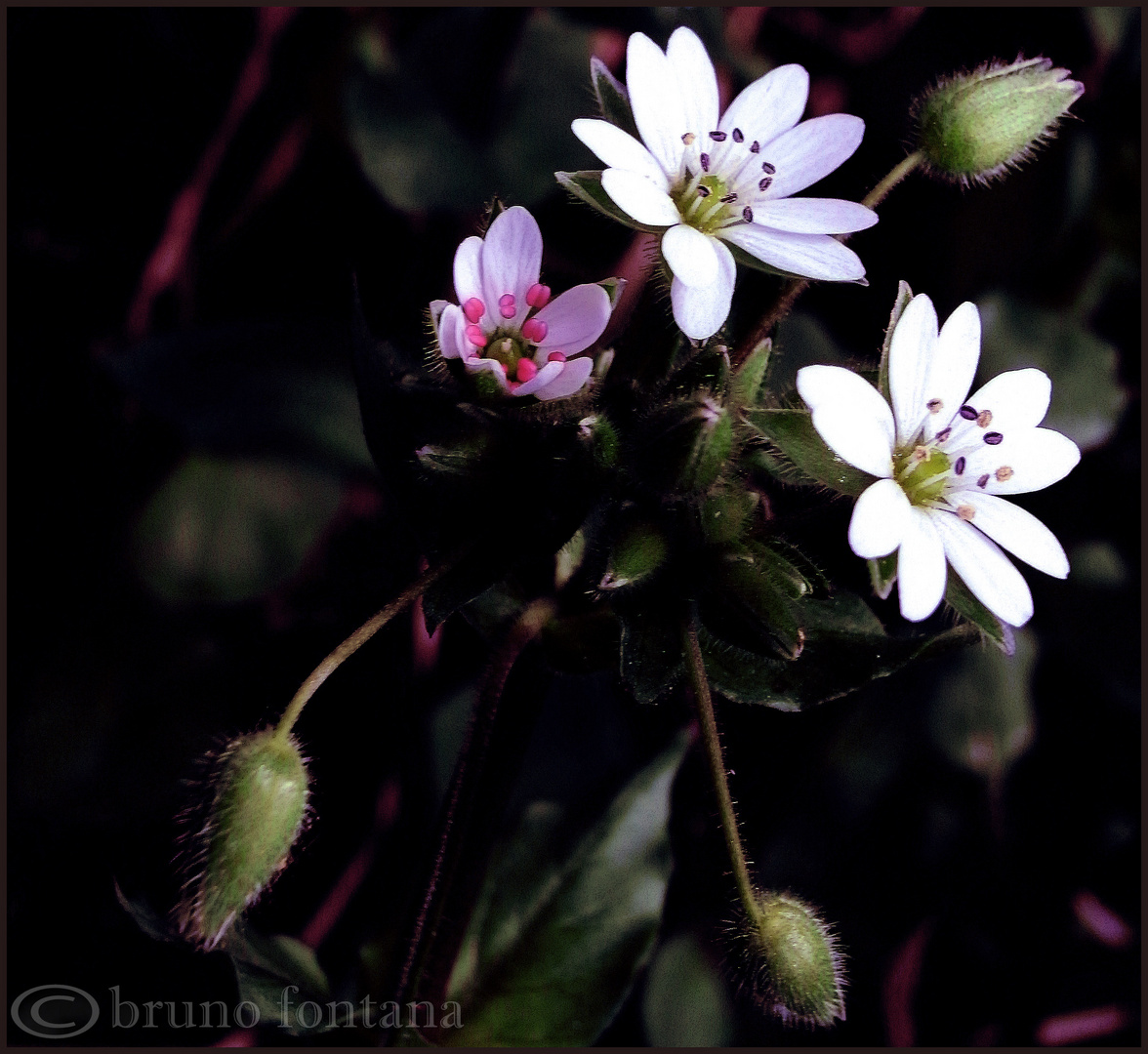 " I fiori del mio giardino 3 "