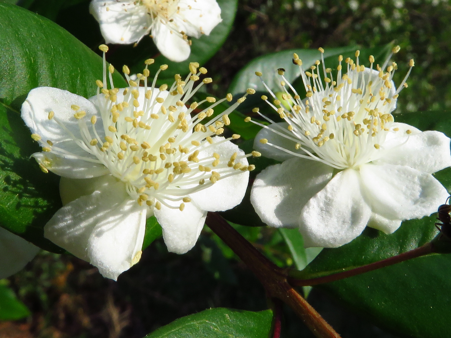 I fiori del mirto