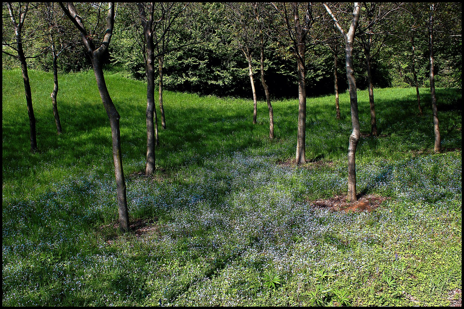 i fiori del sottobosco......