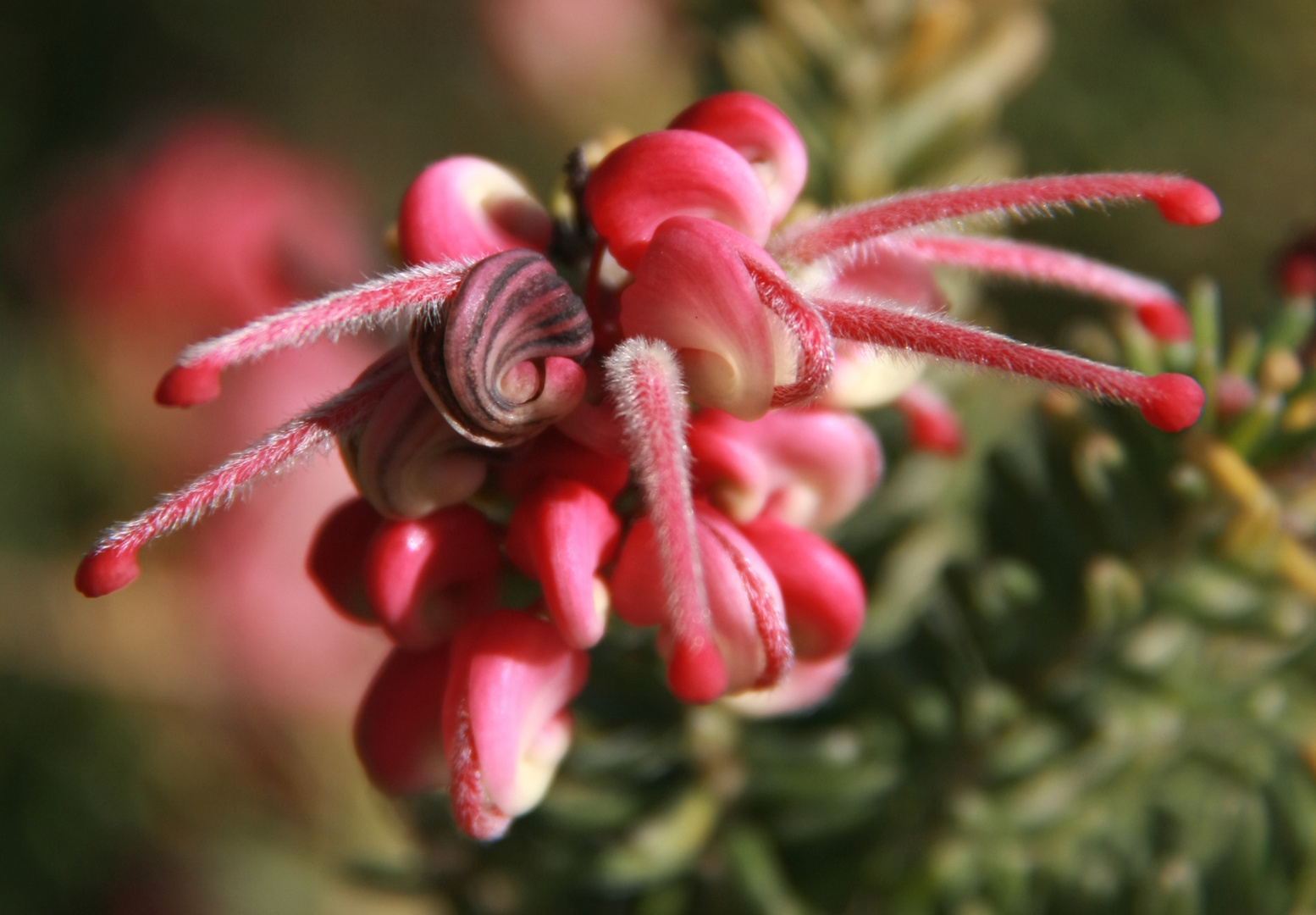 i fiori della foresta di Pandora