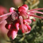 i fiori della foresta di Pandora