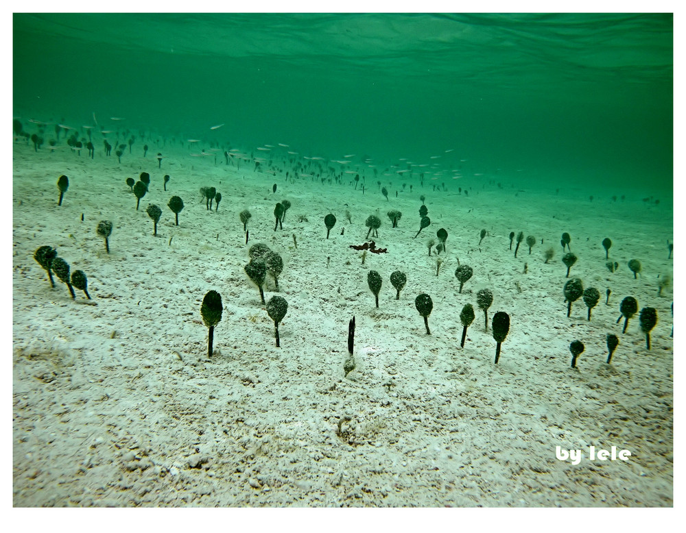 I fiori di Cayo largo