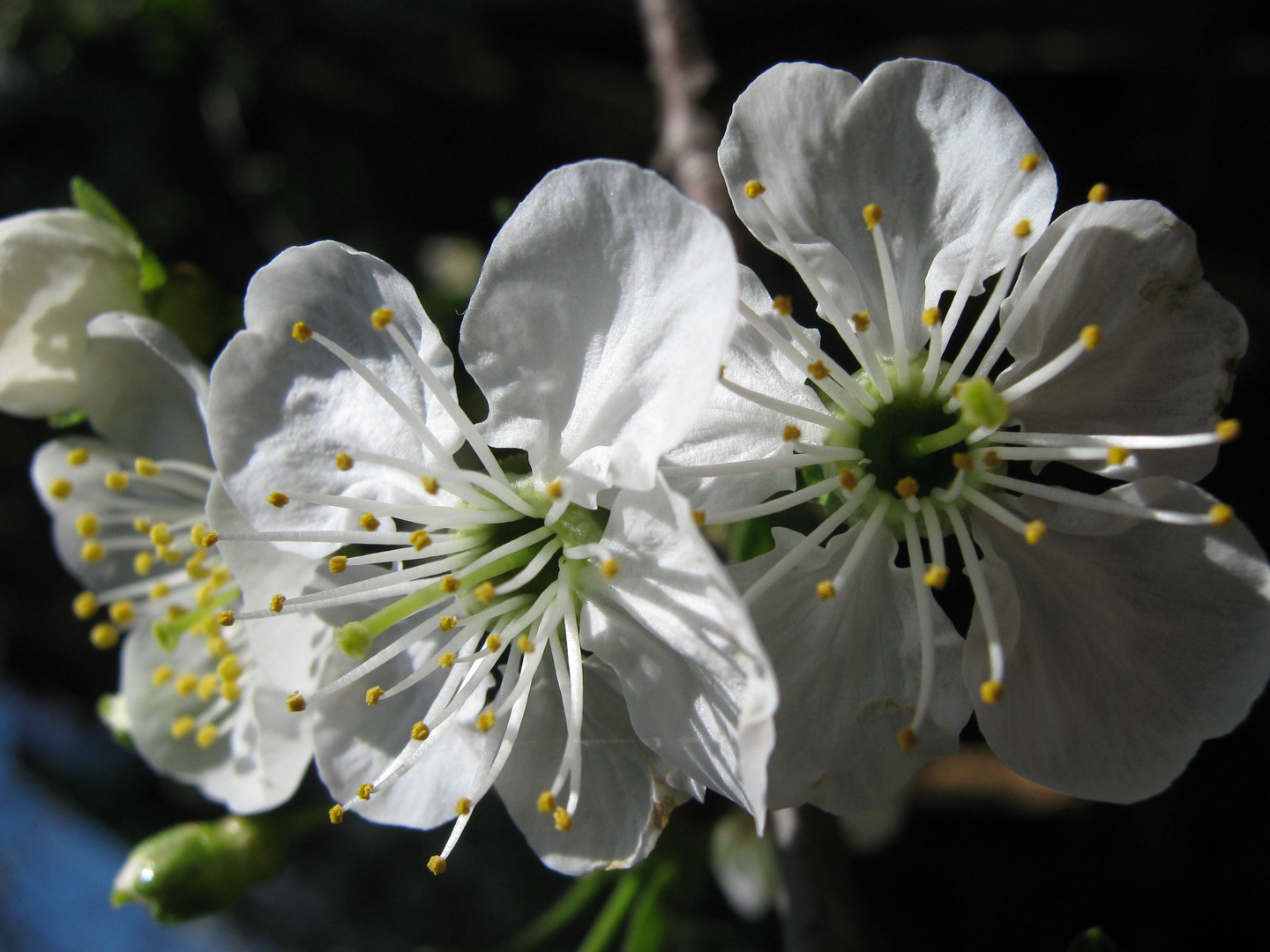 I fiori di ciliegio