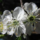 I fiori di ciliegio