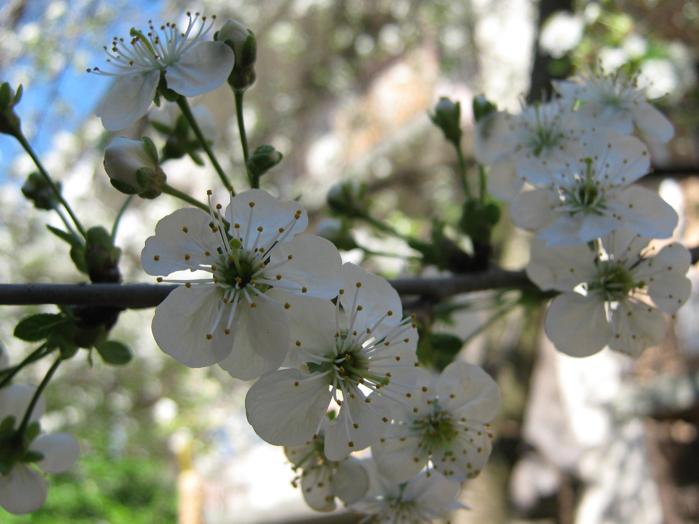 I fiori di ciliegio II