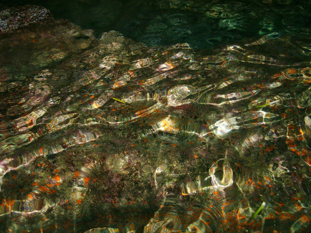 I fiori di corallo-Ortigia