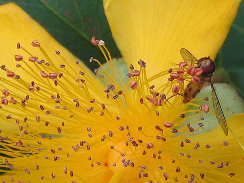 i fiori di iperico