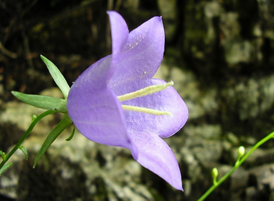 I FIORI DI PLITVICE