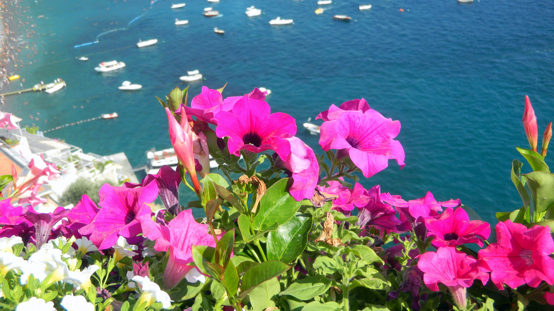 I fiori di Positano